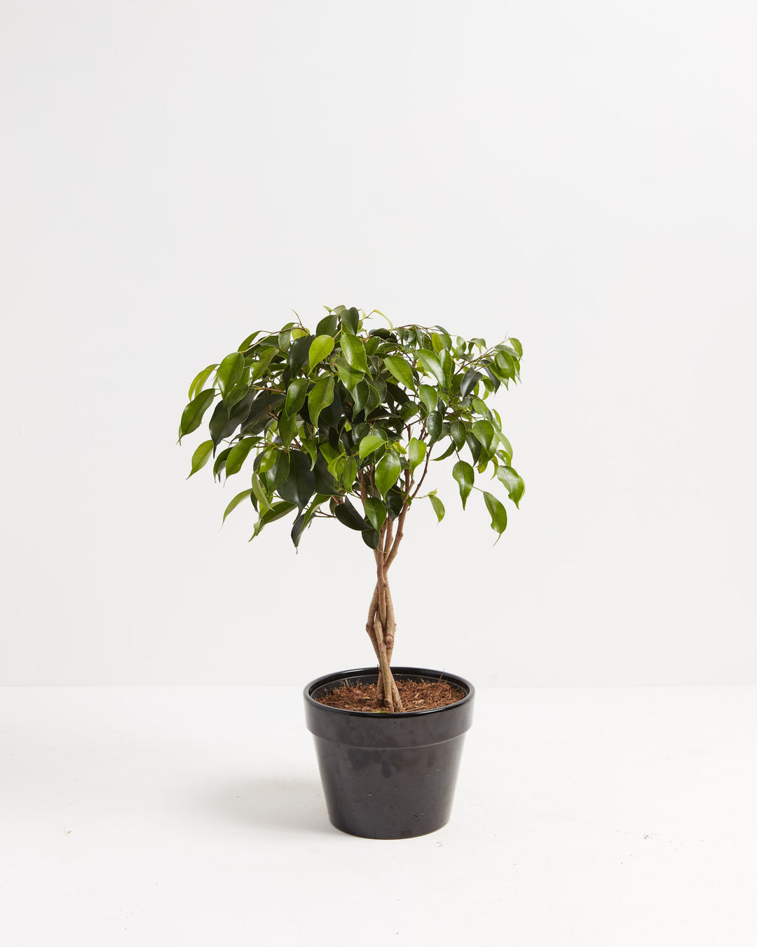 Ficus Benjamina Midnight Braid, Lively Root, Plant, Size, Medium, , 