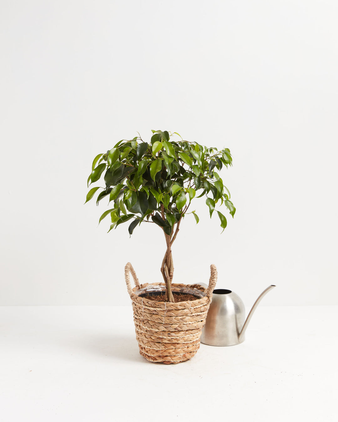 Ficus Benjamina Midnight Braid, Lively Root, Plant, , , , 