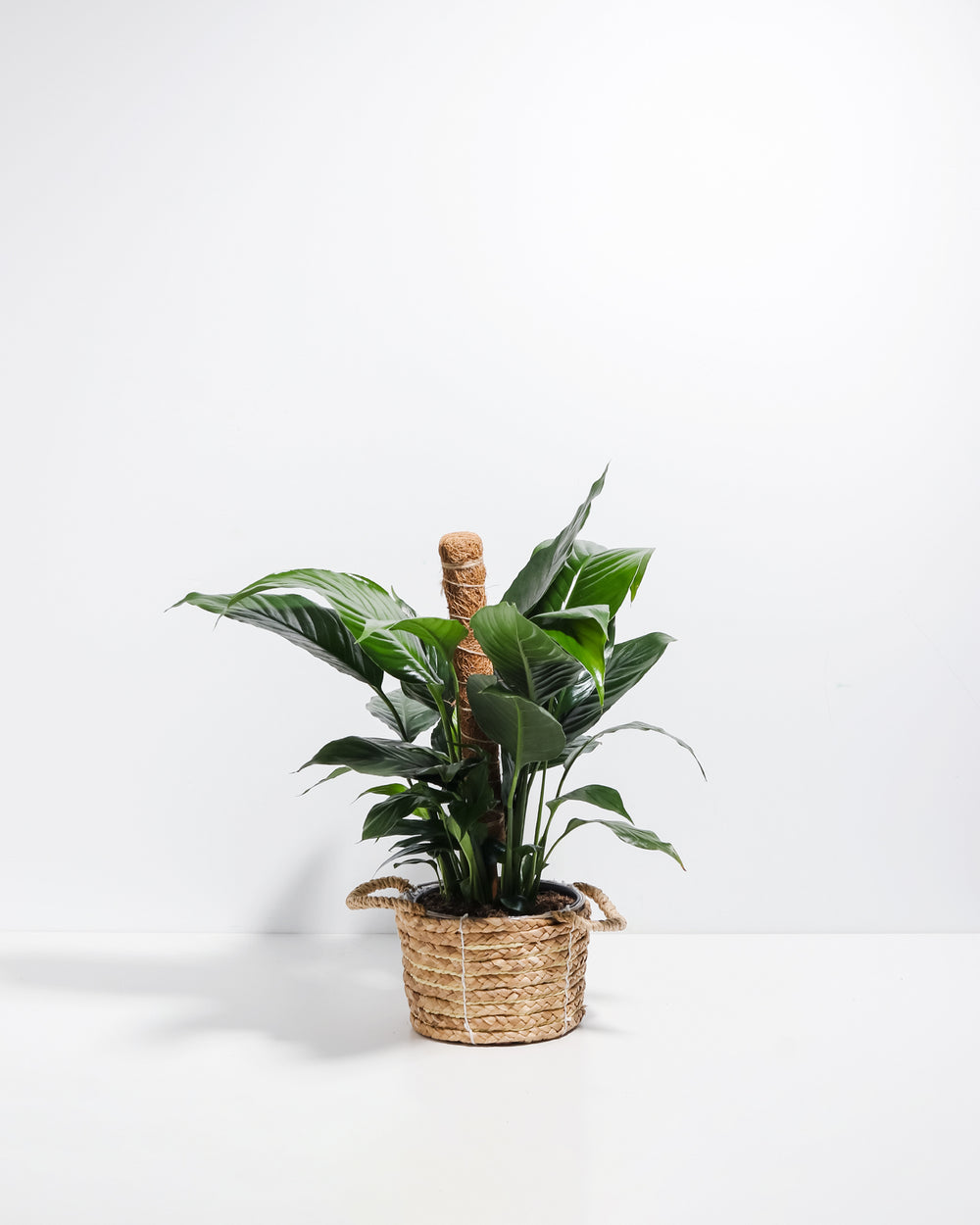 Tropical coffee plant with lush green foliage supported by natural coco coir moss pole inserted in woven seagrass basket planter, ideal climbing plant training support and decorative indoor plant styling.
