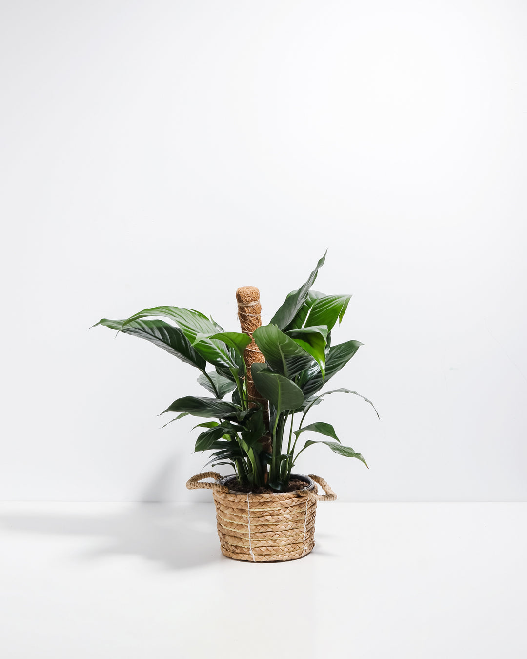 Tropical coffee plant with lush green foliage supported by natural coco coir moss pole inserted in woven seagrass basket planter, ideal climbing plant training support and decorative indoor plant styling.