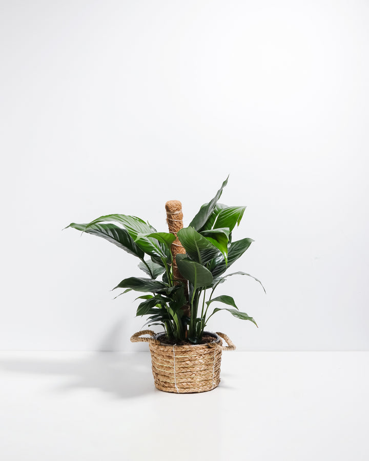 Tropical coffee plant with lush green foliage supported by natural coco coir moss pole inserted in woven seagrass basket planter, ideal climbing plant training support and decorative indoor plant styling.