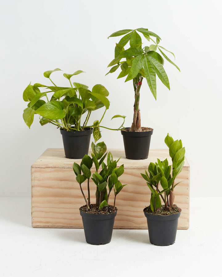 New Plant Parents bundle featuring a collection of four beginner-friendly indoor houseplants: a trailing Pothos, a braided Money Tree, and two upright ZZ plants, all presented in black nursery pots on a wooden crate.