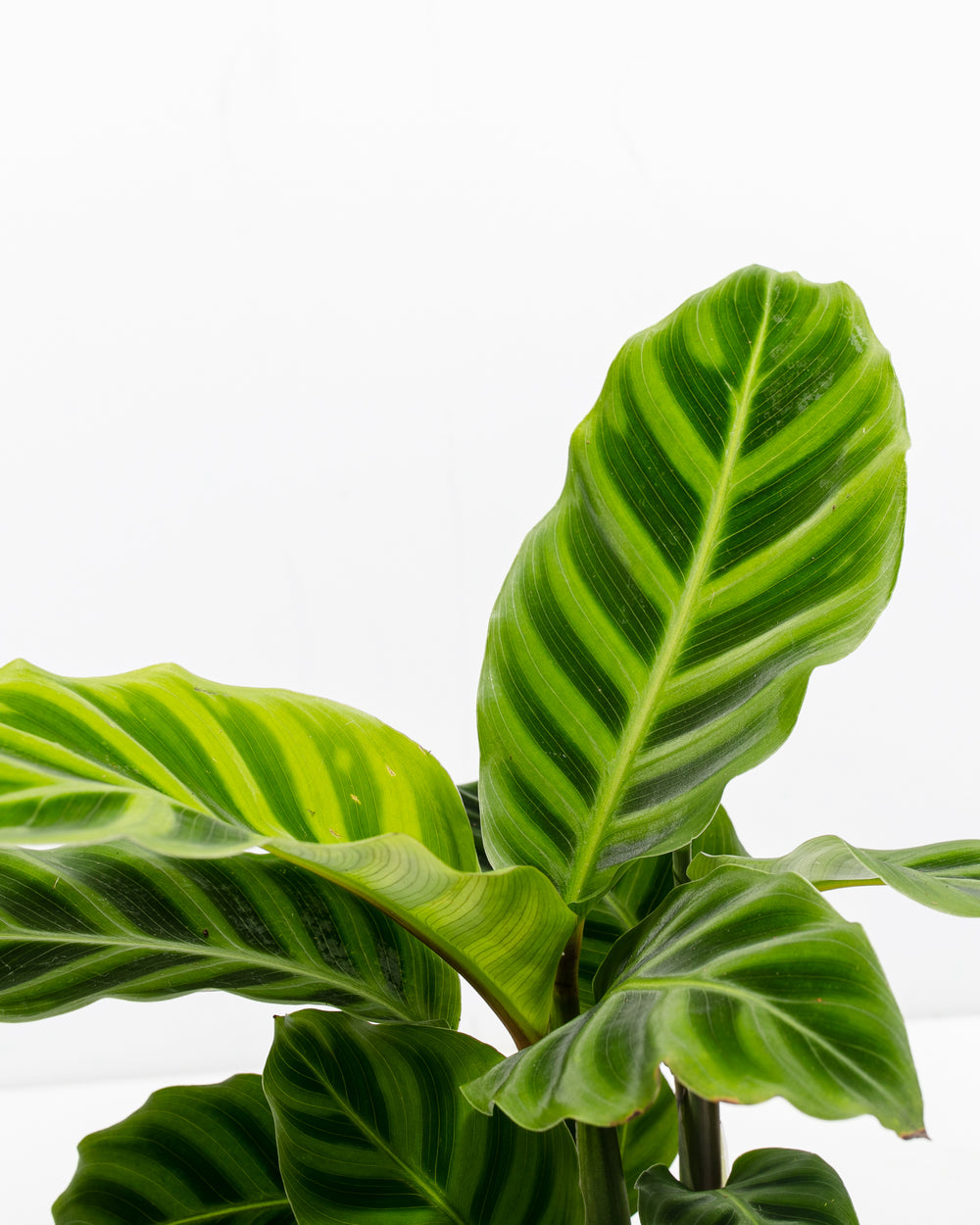 Calathea Zebrina
