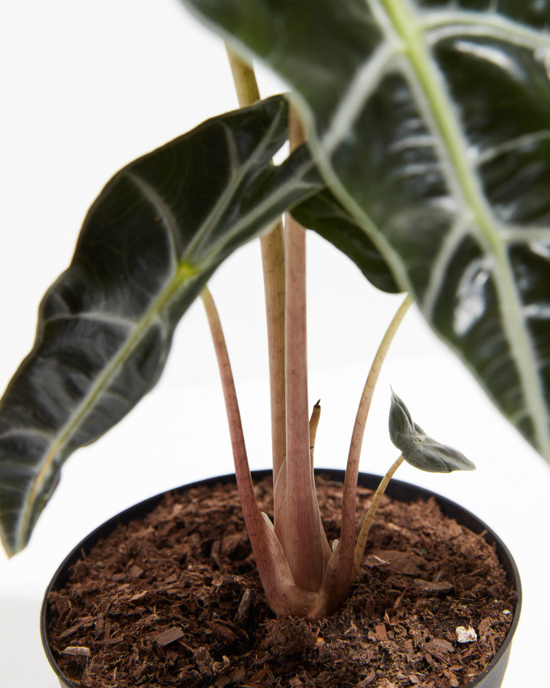 Close-up of Alocasia Polly soil base and emerging burgundy petioles showing healthy root development and new leaf unfurling from nursery pot.