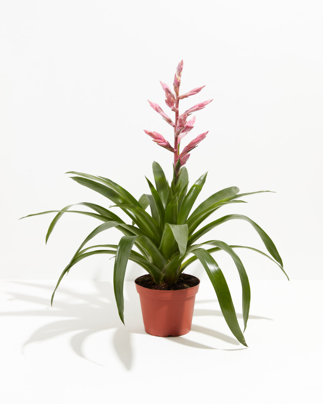 'Claire' Guzmania Bromeliad, Lively Root, Plant, Size, Medium, , 