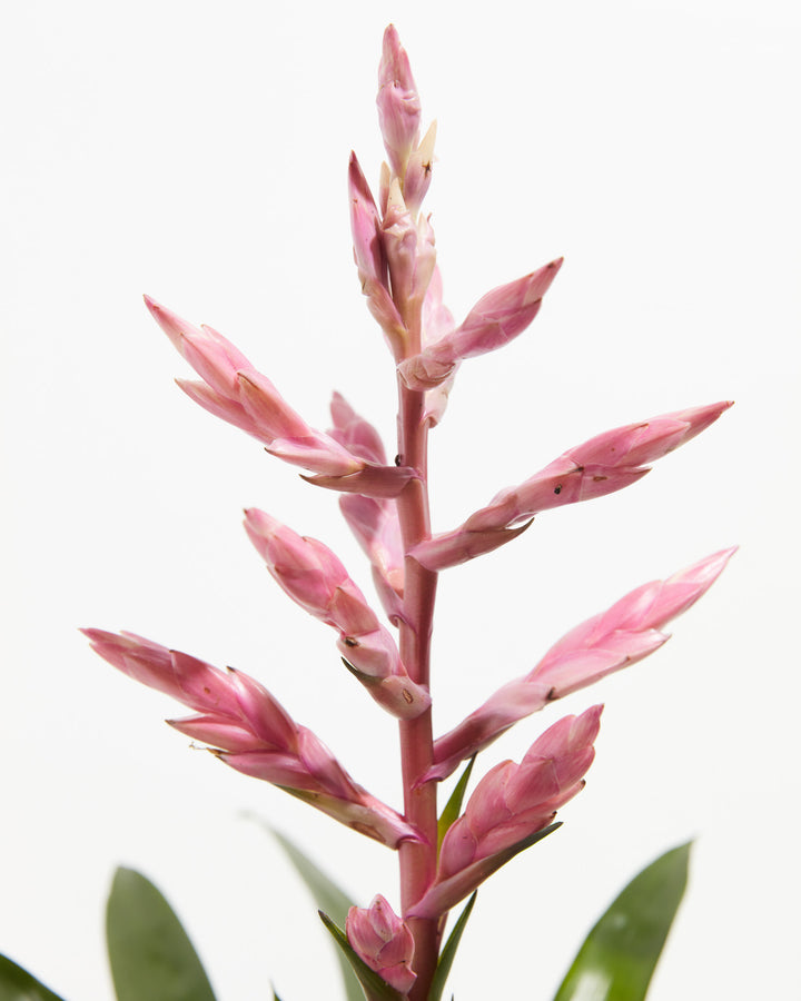 'Claire' Guzmania Bromeliad, Lively Root, Plant, , , , 