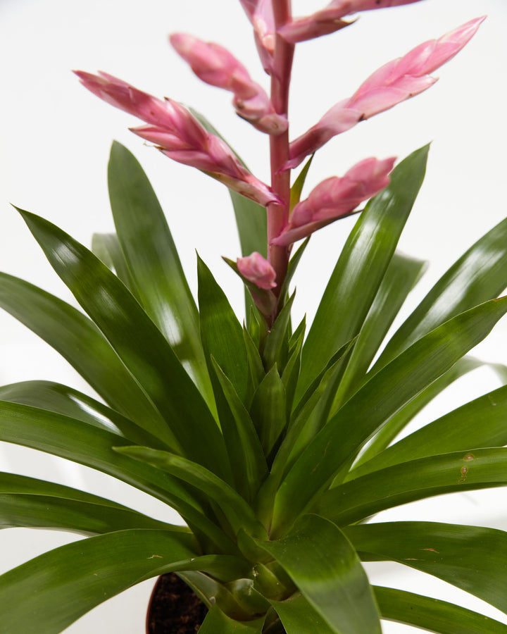 'Claire' Guzmania Bromeliad, Lively Root, Plant, , , , 