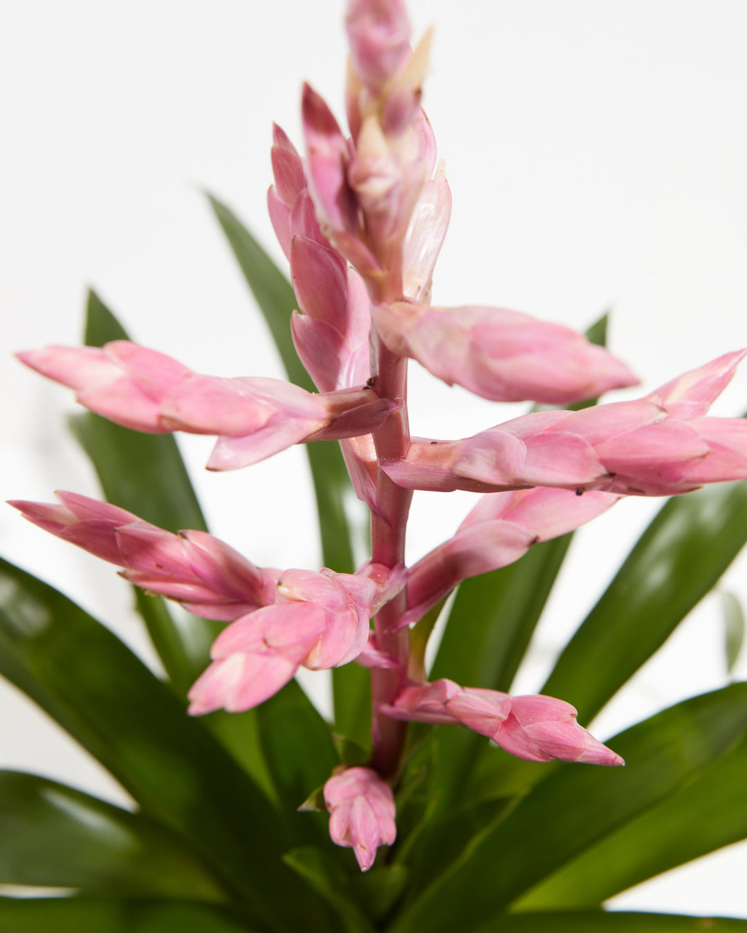 'Claire' Guzmania Bromeliad, Lively Root, Plant, , , , 