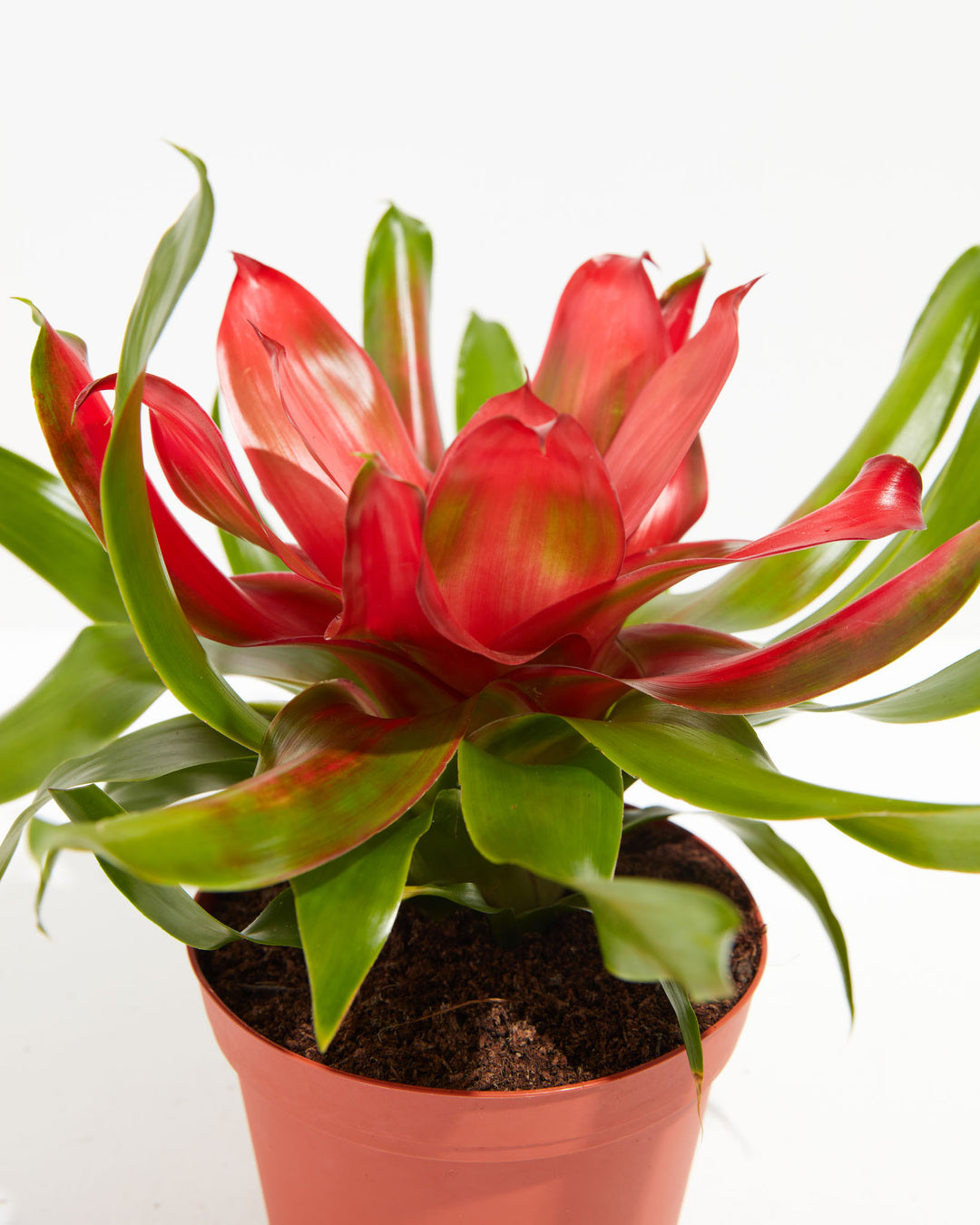 Neoregelia Bromeliad, Lively Root, Plant, Detail , , , 