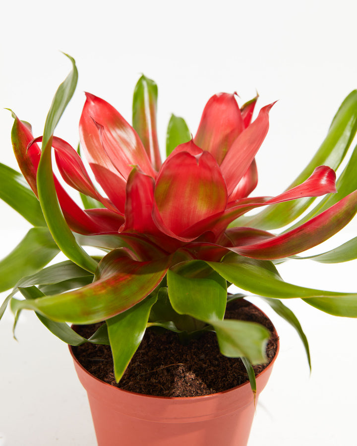 Neoregelia Bromeliad, Lively Root, Plant, Detail , , , 