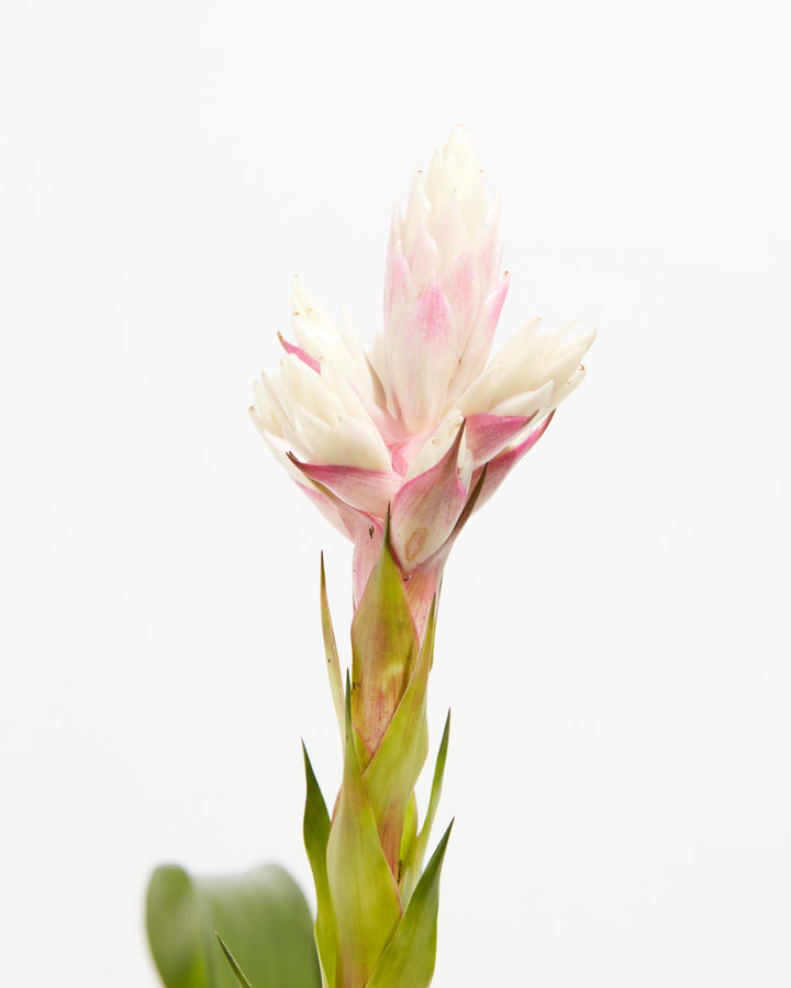 'Priscilla' Guzmania Bromeliad, Lively Root, Plant, , , , 