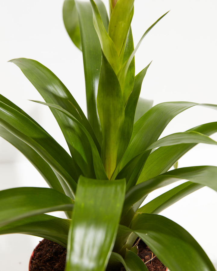 'Priscilla' Guzmania Bromeliad, Lively Root, Plant, , , , 