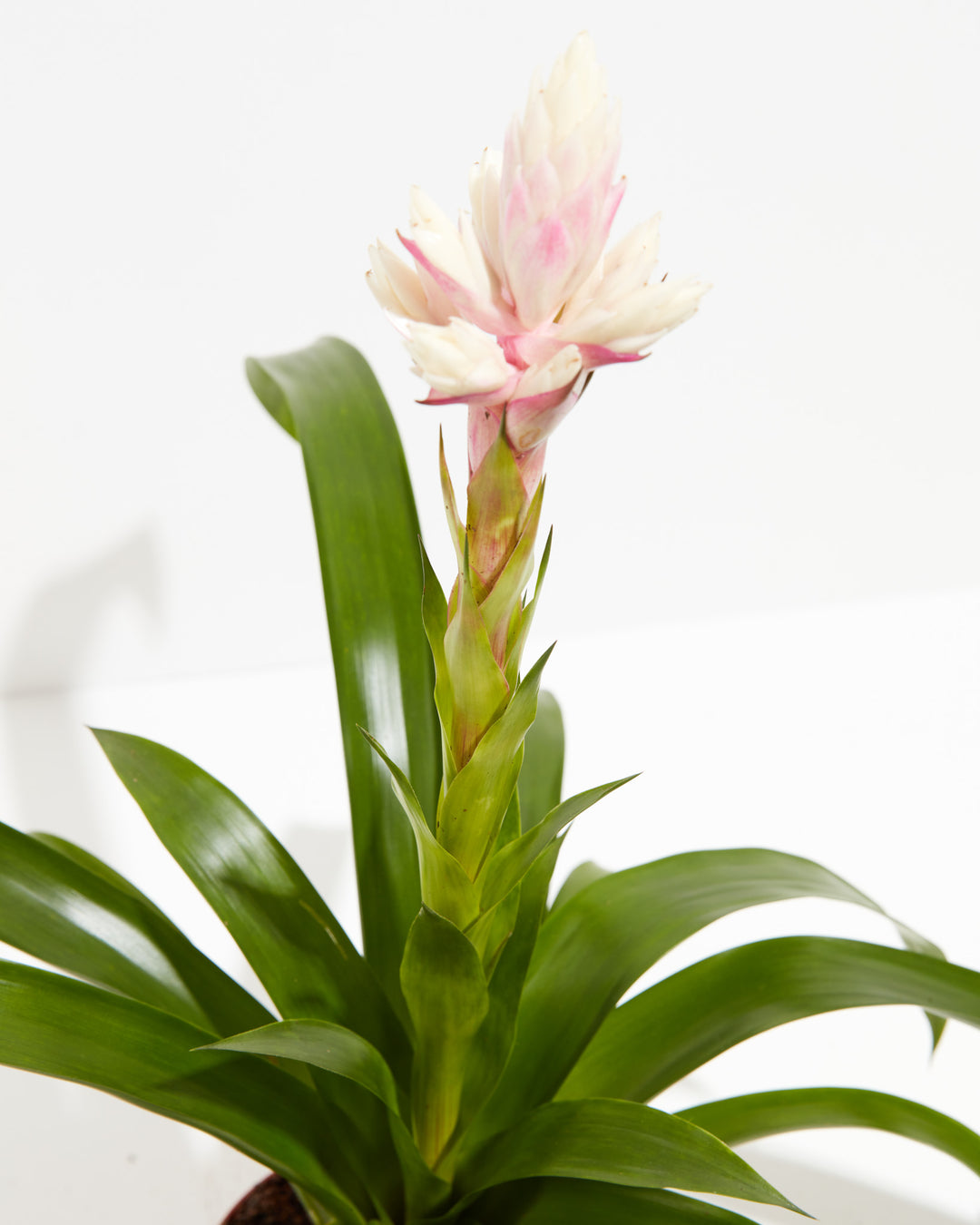 'Priscilla' Guzmania Bromeliad, Lively Root, Plant, , , , 