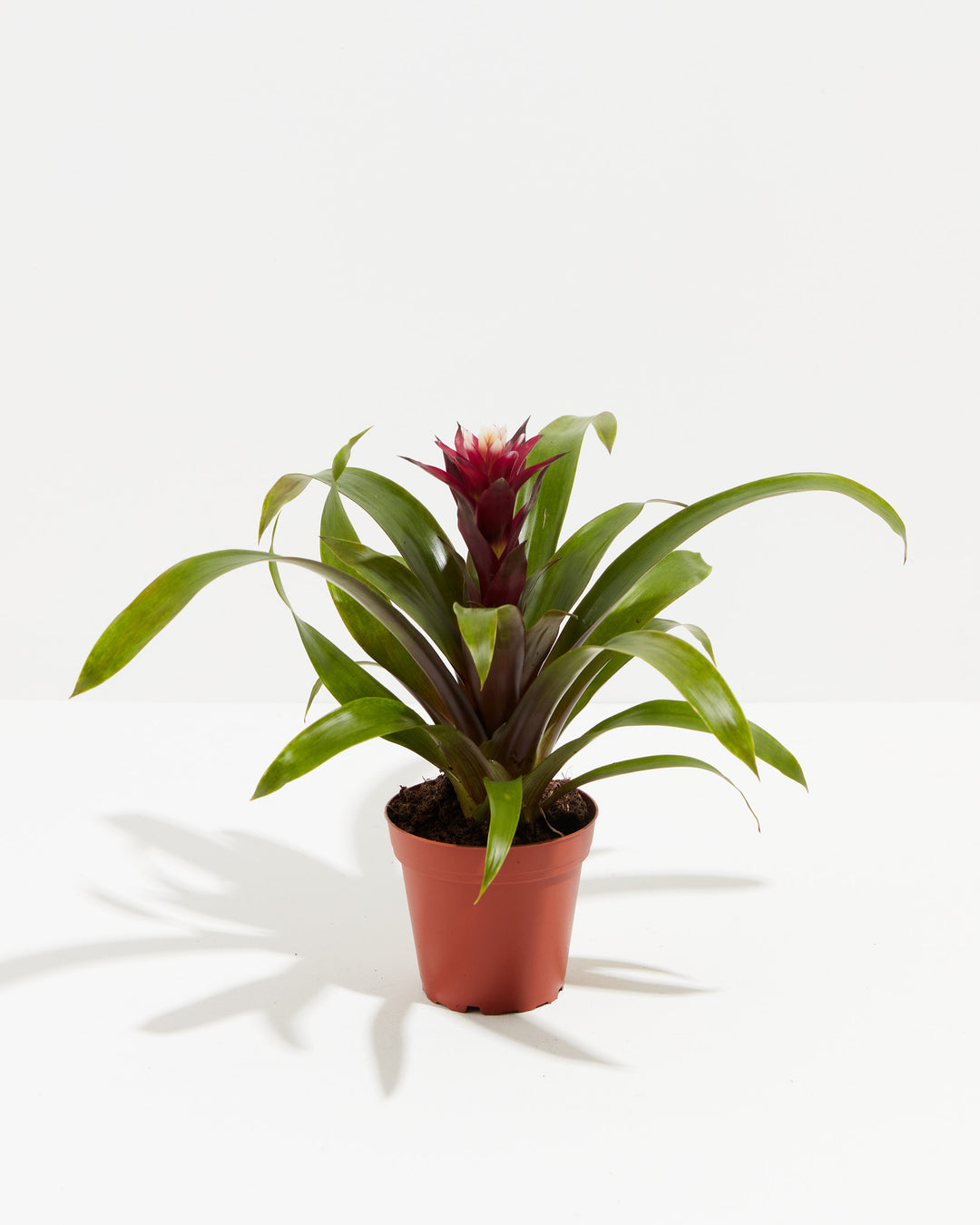A full view of a small Bromeliad Guzmania plant featuring a deep burgundy flower spike and arching green leaves, presented in a terracotta-colored grower pot against a white background.