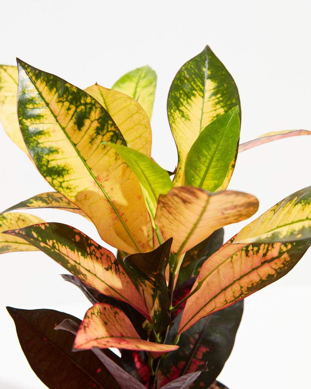 Croton Iceton, Lively Root, Plant, , , , 