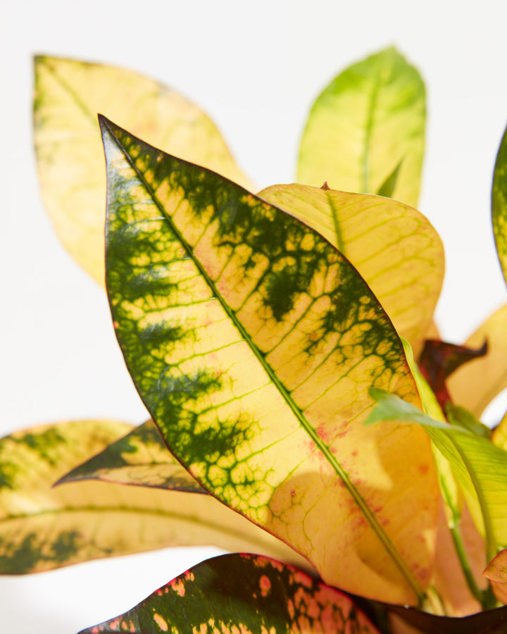 Croton Iceton, Lively Root, Plant, , , , 