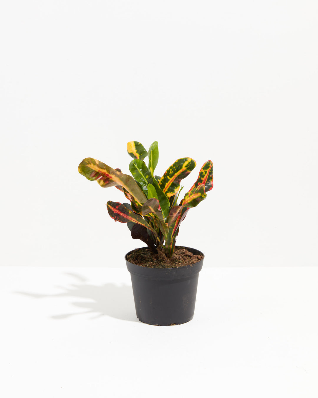 Croton Mammy, Lively Root, Plant, Size, Medium, , 