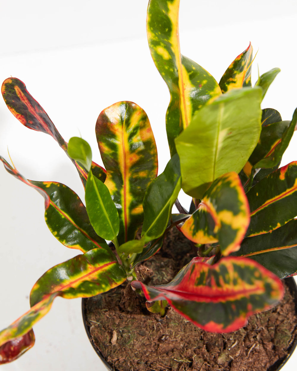 Croton Mammy, Lively Root, Plant, , , , 