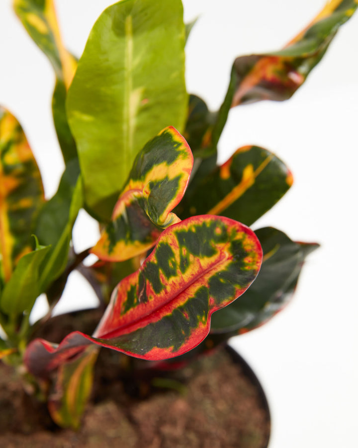 Croton Mammy, Lively Root, Plant, , , , 