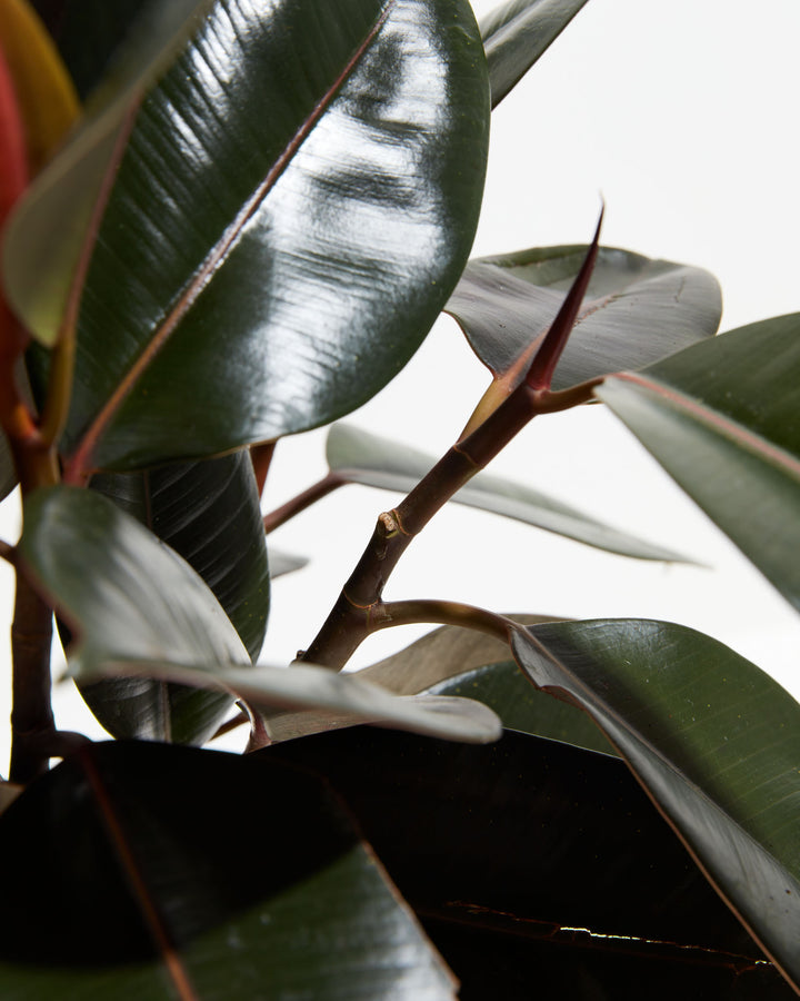 A close-up detail of a Ficus Elastica (Burgundy Rubber Tree) highlighting the sturdy stems and the glossy, dark burgundy leaves with prominent red midribs against a white background.