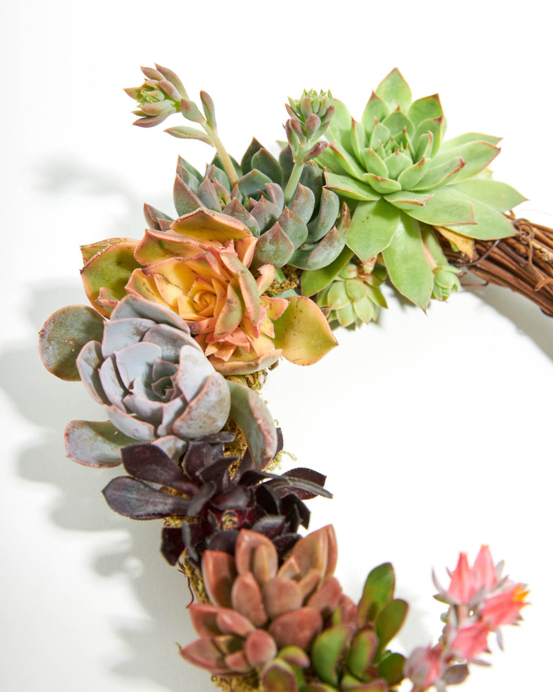 Live Succulent Heart Wreath
