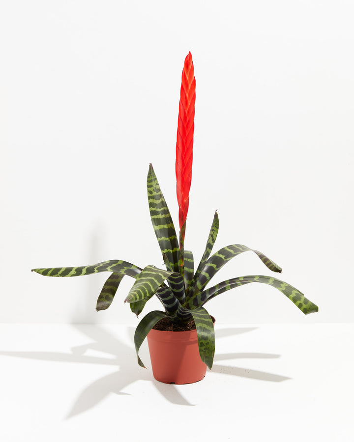 Vriesea Bromeliad, Lively Root, Plant, Size, Medium, , 