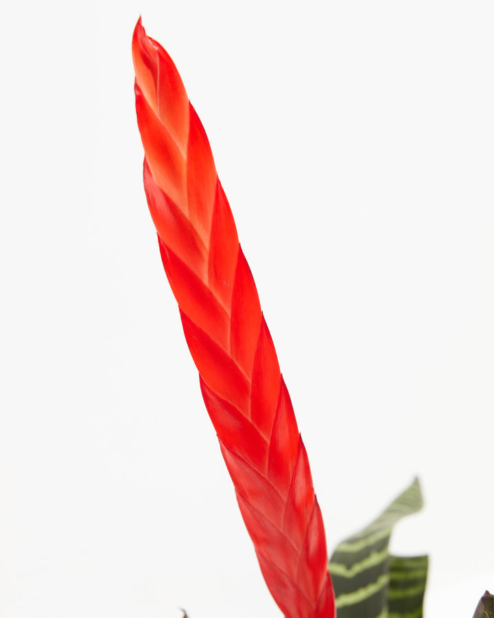 Vriesea Bromeliad, Lively Root, Plant, , , , 