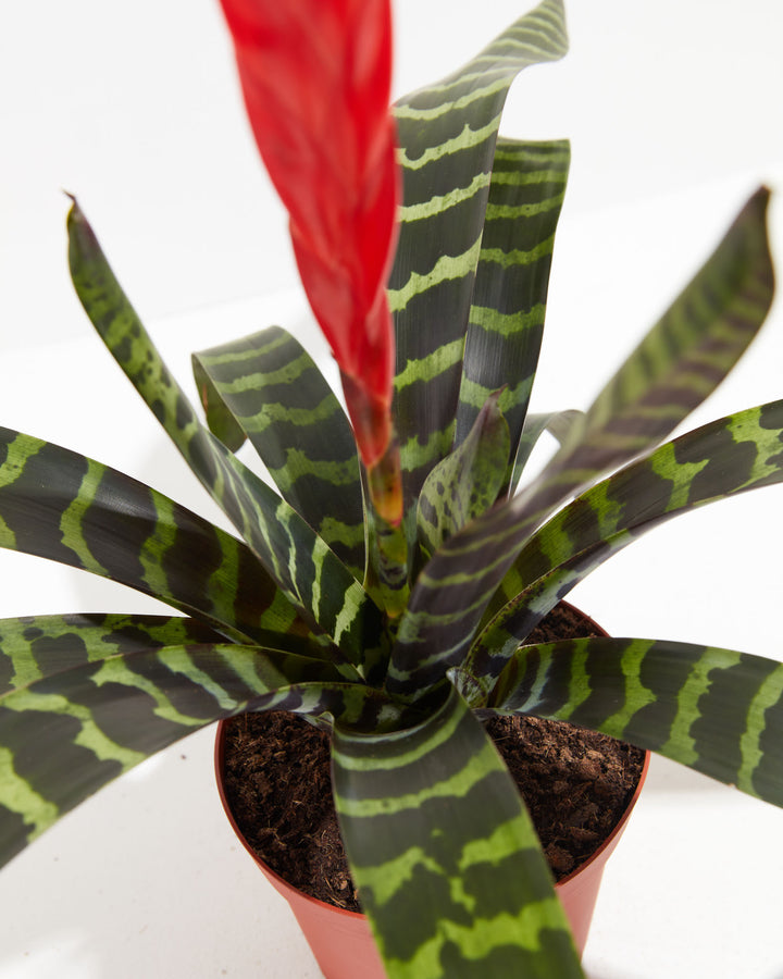 Vriesea Bromeliad, Lively Root, Plant, , , , 