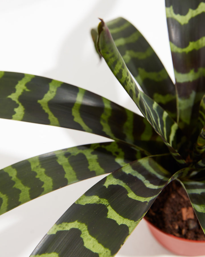 Vriesea Bromeliad, Lively Root, Plant, , , , 