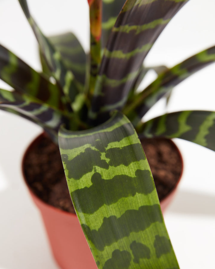 Vriesea Bromeliad, Lively Root, Plant, , , , 