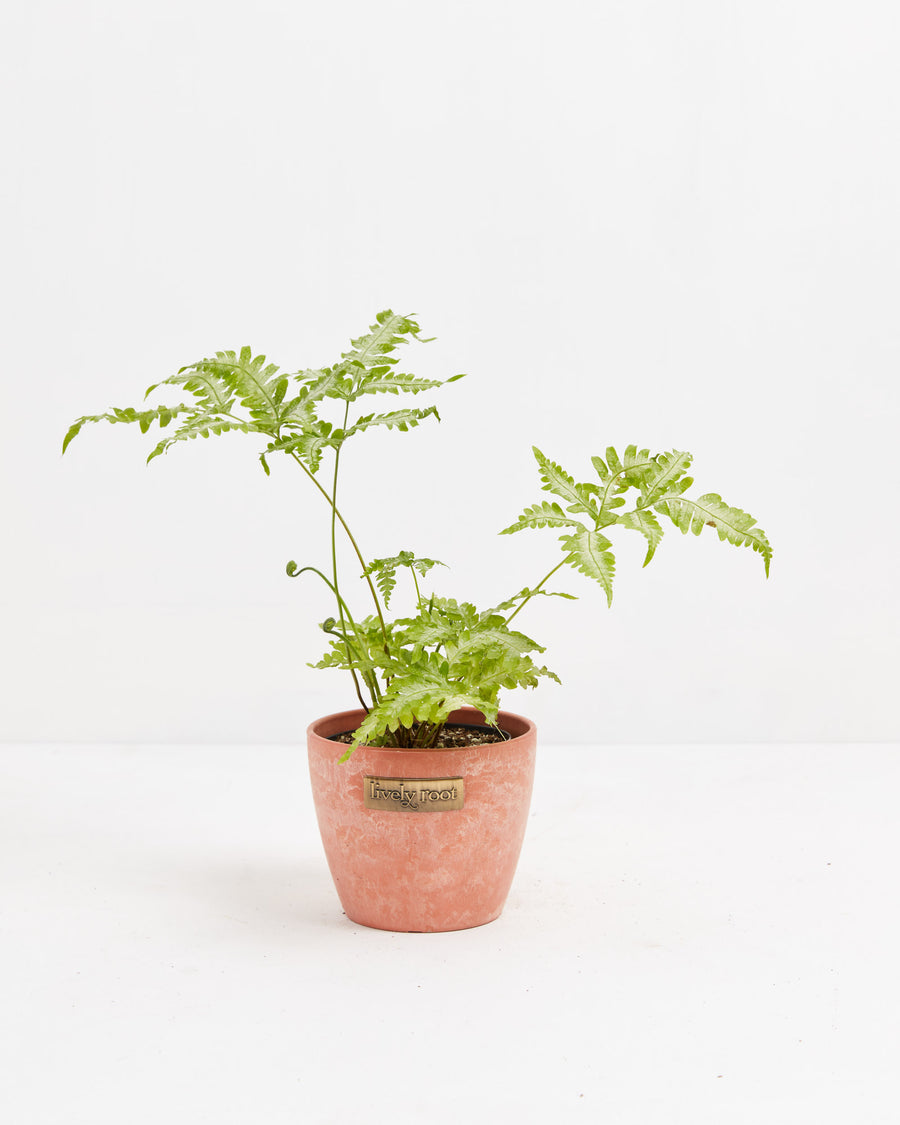 Fern Silver, Lively Root, Plant, , , , 