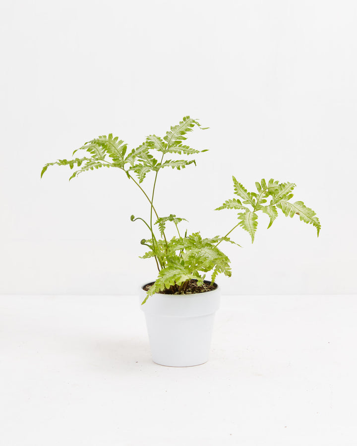 Fern Silver, Lively Root, Plant, Size, Small, , 