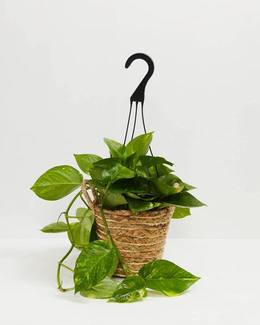 A full view of a Golden Pothos plant featuring heart-shaped green leaves with yellow variegation, presented in a woven jute hanging planter with a black hook against a white background.