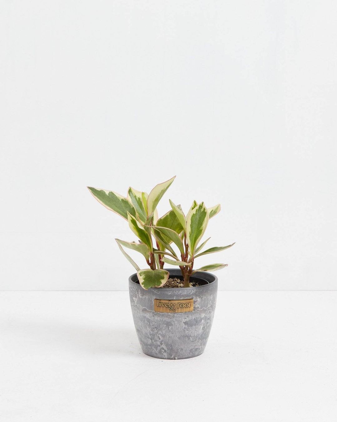 Peperomia Ginny detail, variegated leaf close-up showing cream and green coloration with prominent pink-red veining and stem detail, macro plant photography