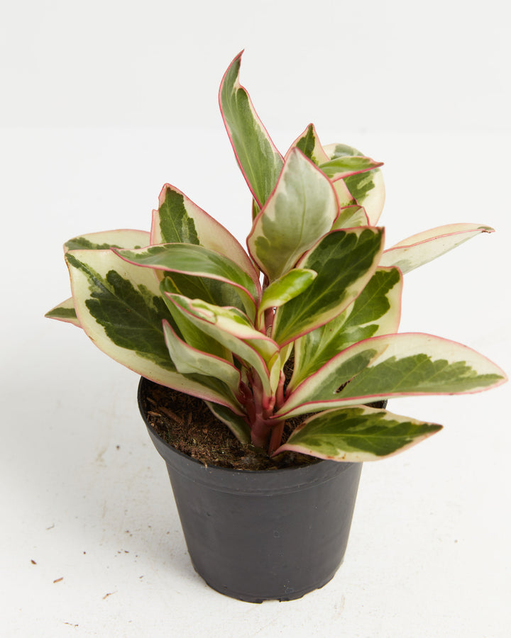 Peperomia Ginny leaf variegation detail, cream-green and burgundy-red stem close-up, showing distinctive two-tone foliage patterning and pink leaf margins, macro photography