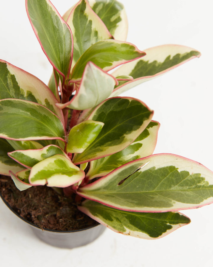 Peperomia Ginny variegated foliage macro, close-up of cream and green leaf coloration with prominent red veining and burgundy stems, plant detail shot