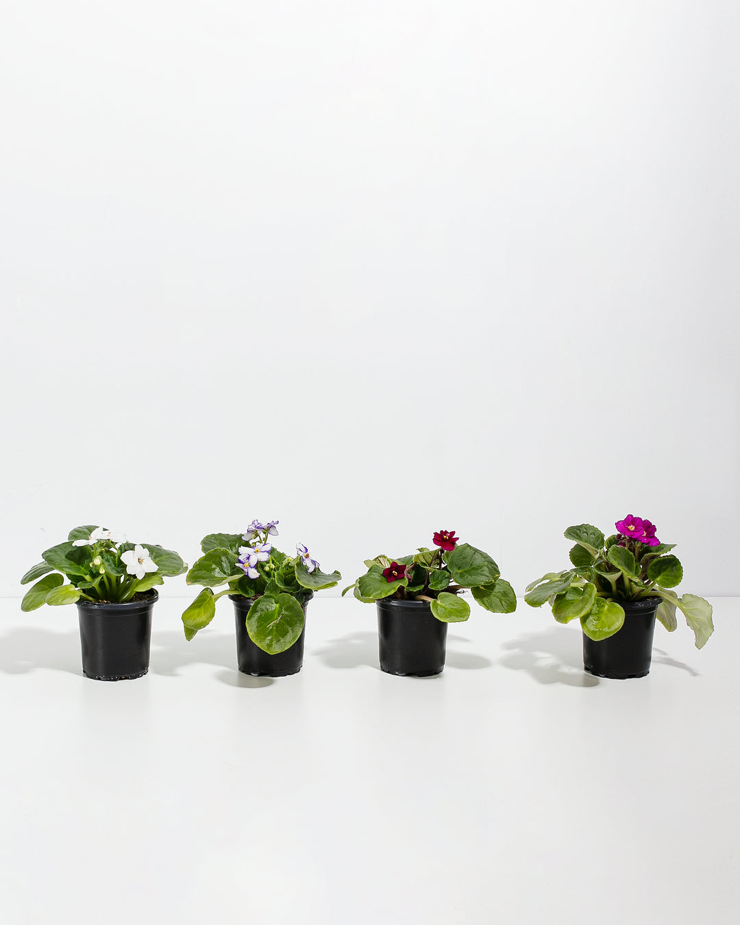 African Violet: 4 Pack