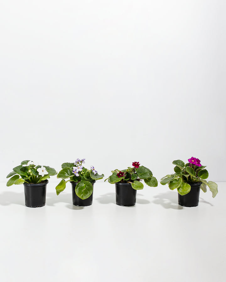 African Violet: 4 Pack