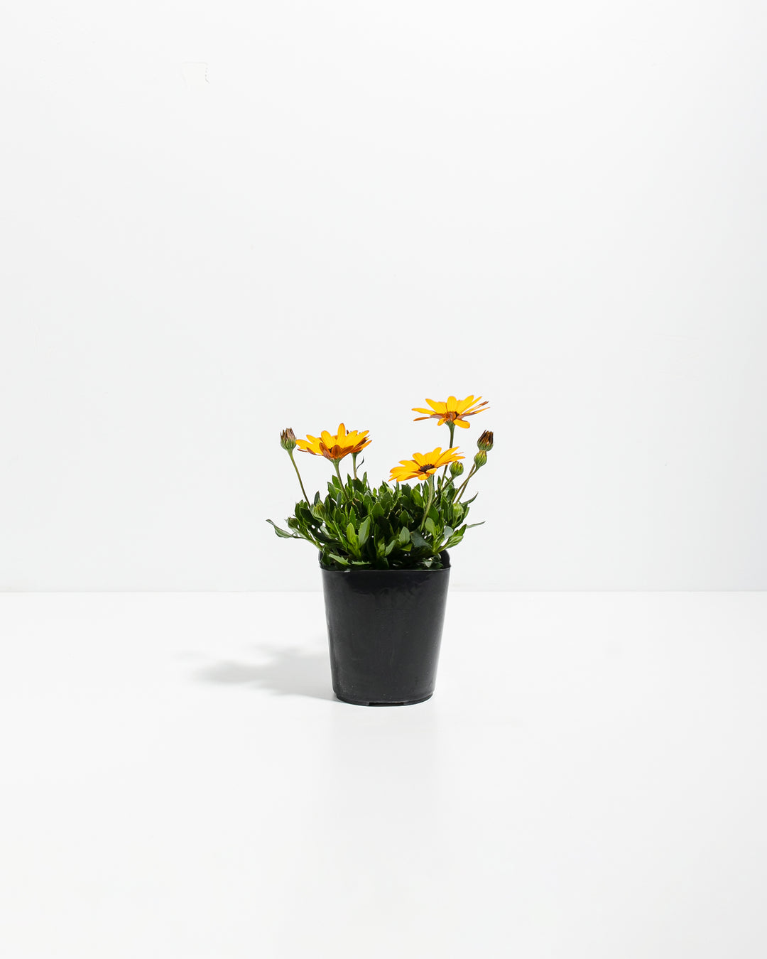 Gold African Daisy