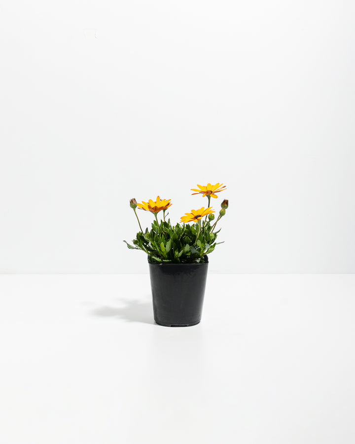 Gold African Daisy
