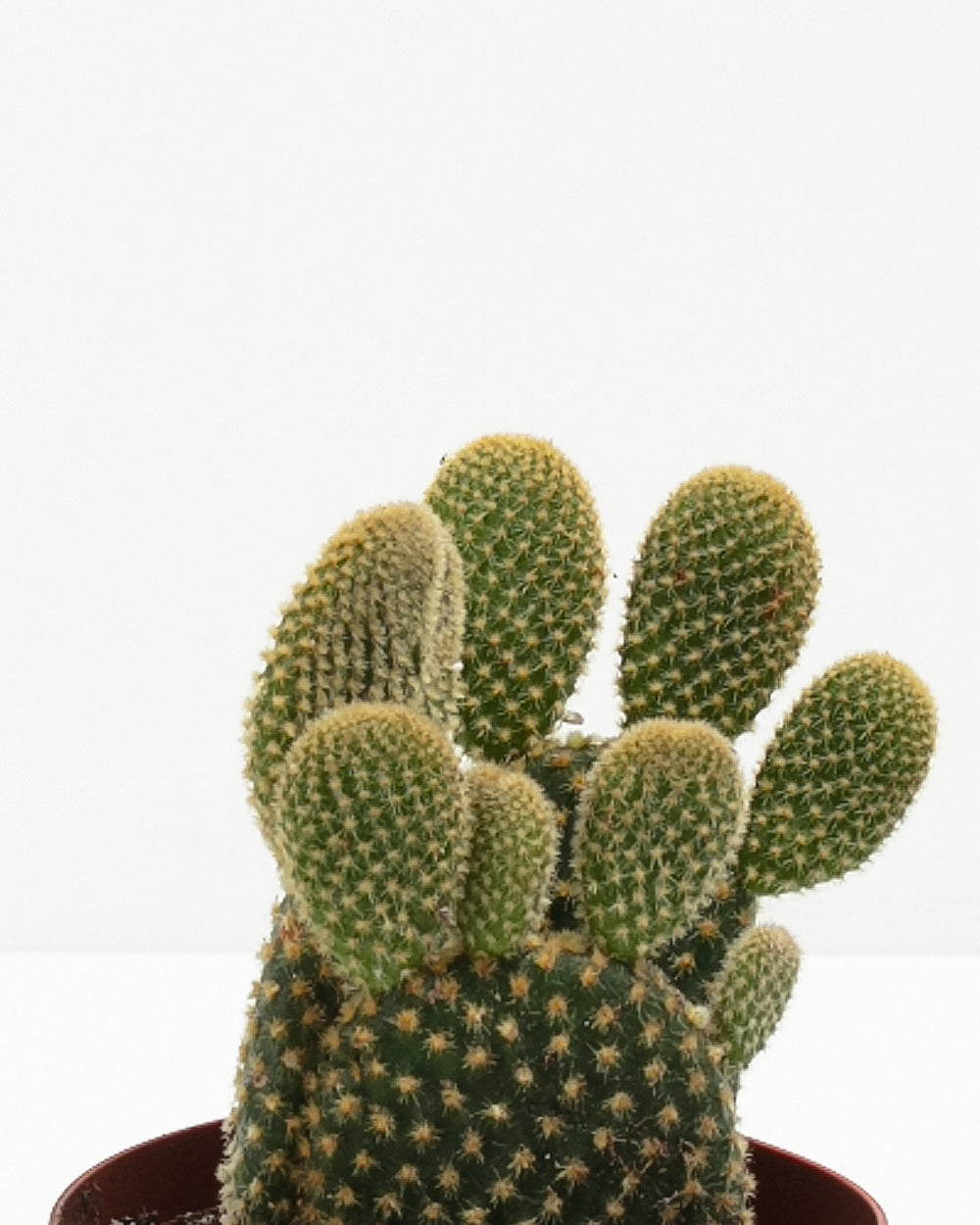 Bunny Ear Cactus