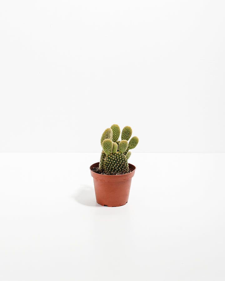 Bunny Ear Cactus