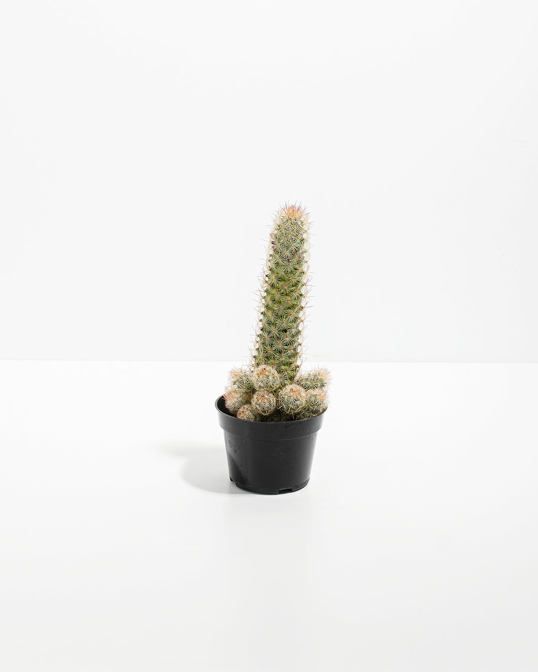 Lady Finger Cactus