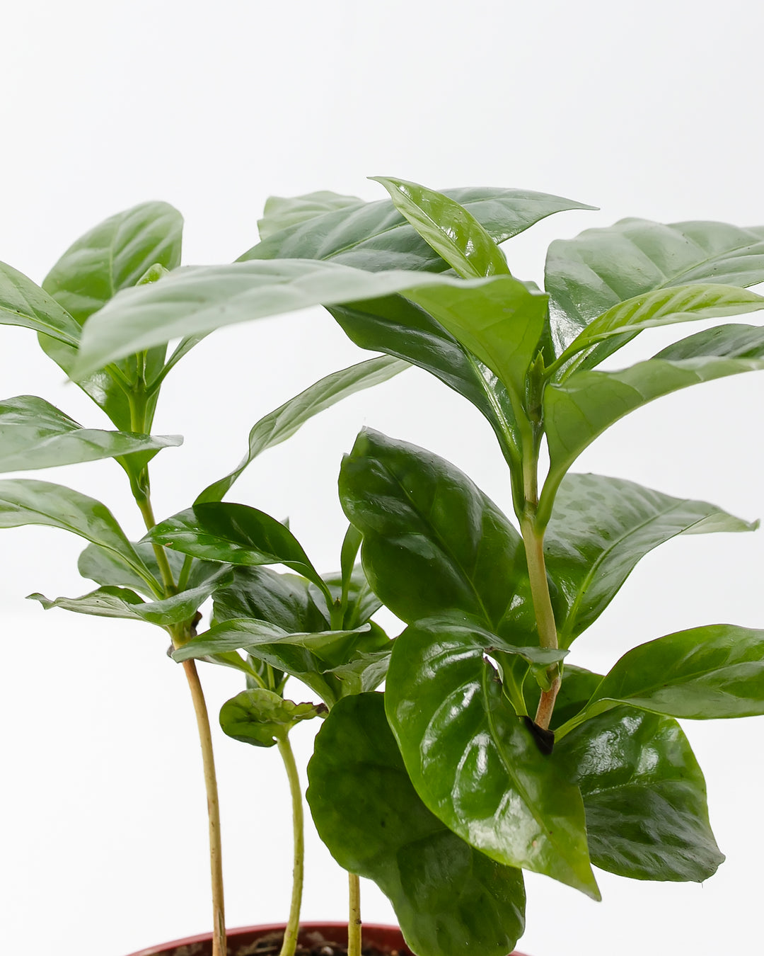 Detailed view of Arabica coffee plant leaves with new growth and vibrant green color