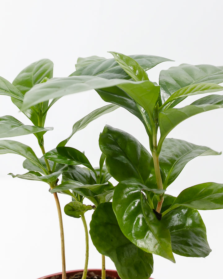 Detailed view of Arabica coffee plant leaves with new growth and vibrant green color