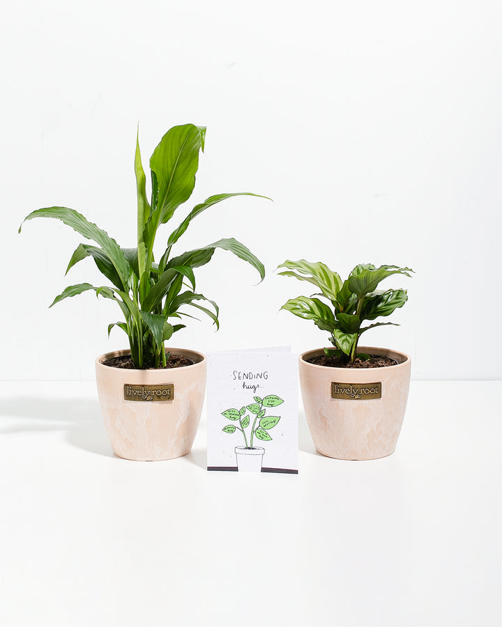 Sending Hugs Plant Bundle featuring Peace Lily and Calathea in 4-inch white ceramic planters, complete with care instructions and greeting card.