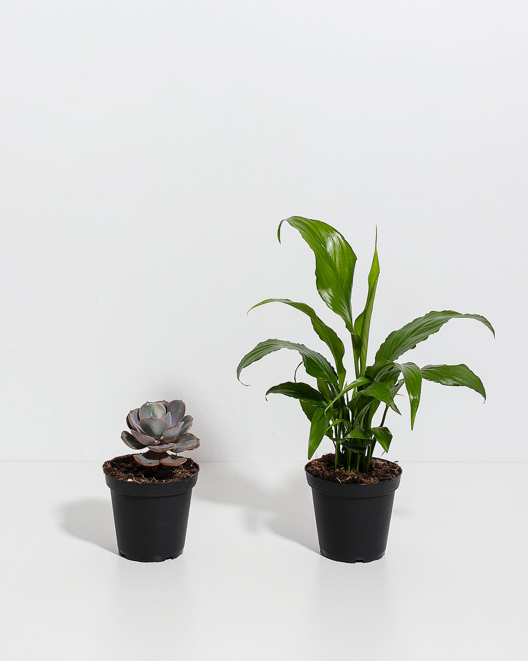 Easy Care Sympathy Duo