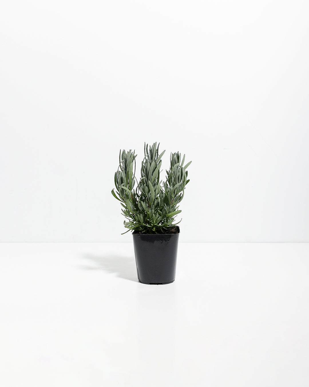Provence French Lavender