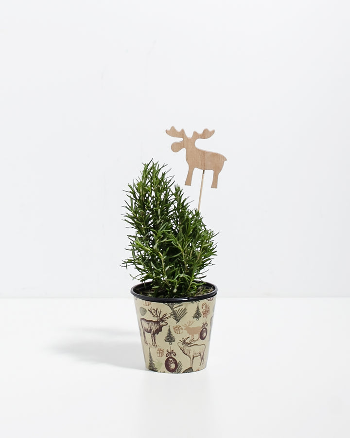 Miniature rosemary topiary with decorative wooden llama stake in charming holiday-print ceramic pot featuring forest and gift motifs. Festive small-scale fragrant herb plant perfect as Christmas hostess gift or holiday kitchen décor with functional culinary appeal.