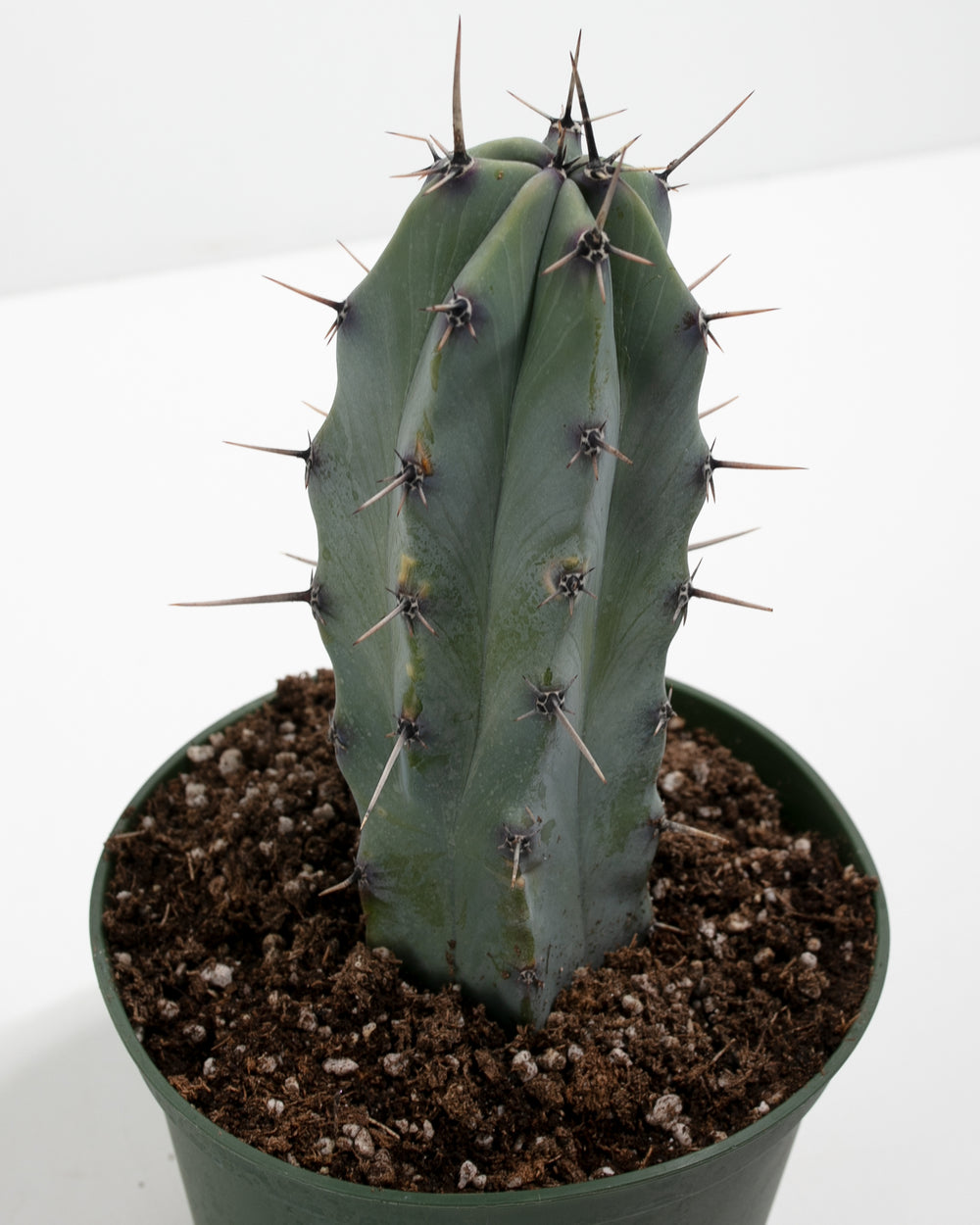 Medium Cactus Assorted